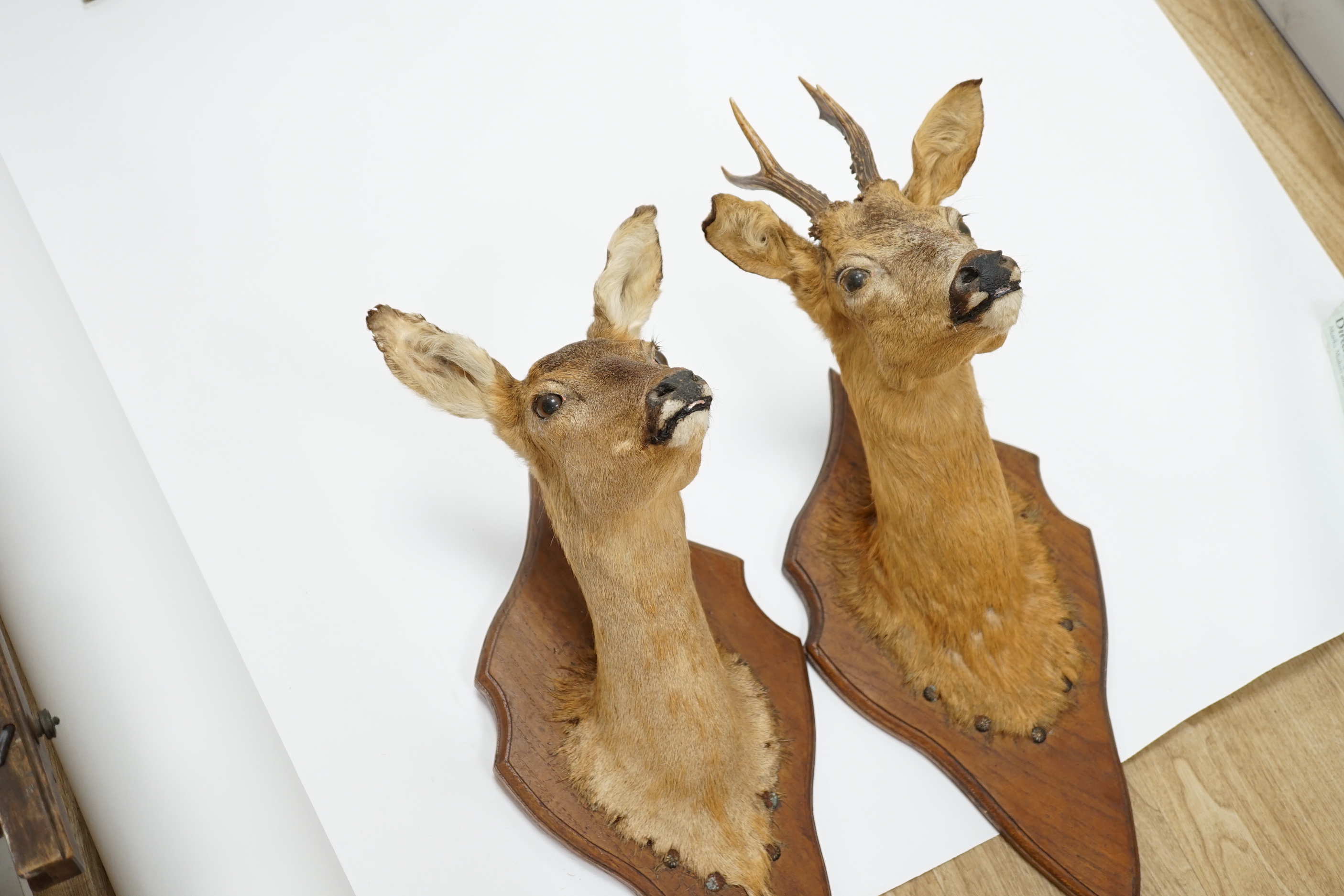 A pair of taxidermic deer heads mounted on shaped oak stands, 57cm high
